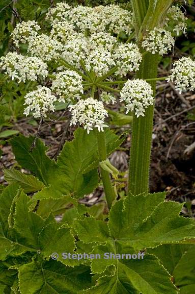 heracleum maximum 3 graphic